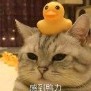 User29922080