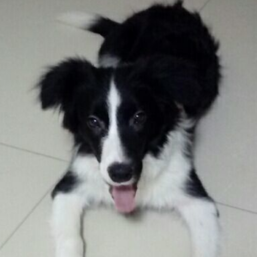 手机用户67646800