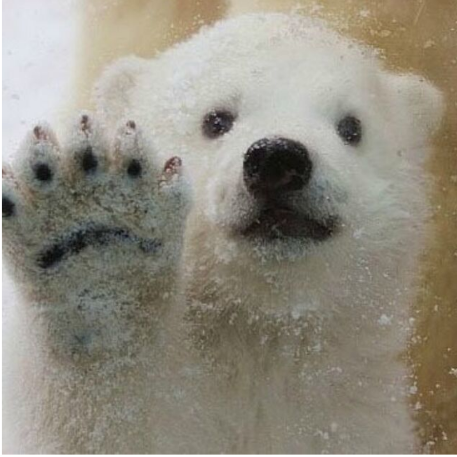 住在北极的小熊