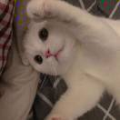 稚