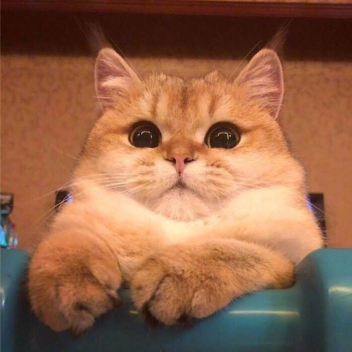 泡泡