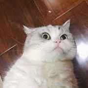 别凶我我会哭的