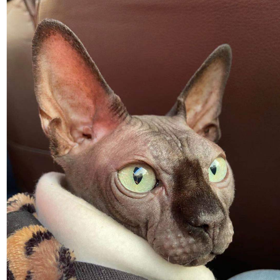 噜噜是猫