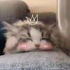 一定会有猫的