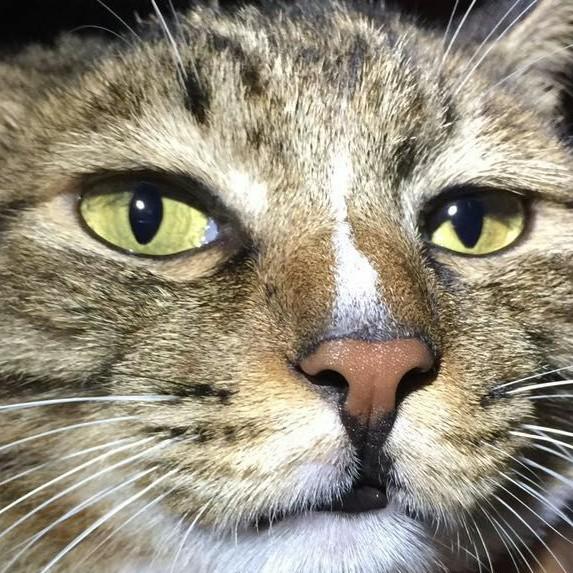 我的头像必须是我家猫