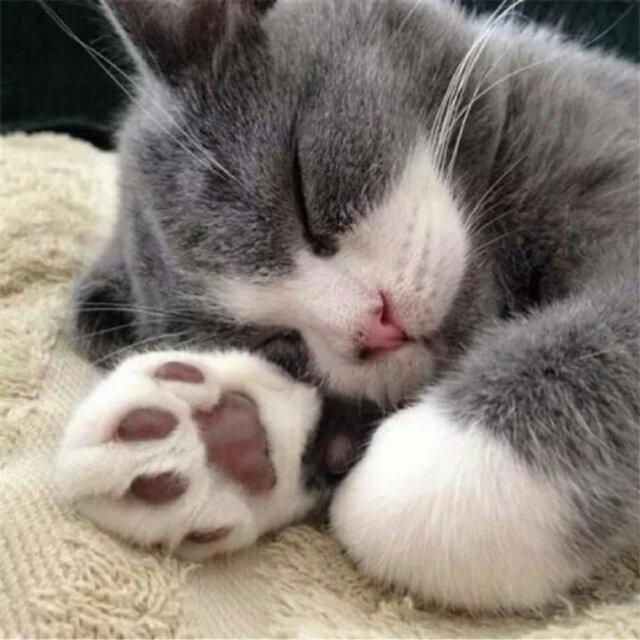 叶枫
