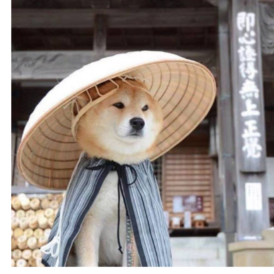 浅袖的绅零