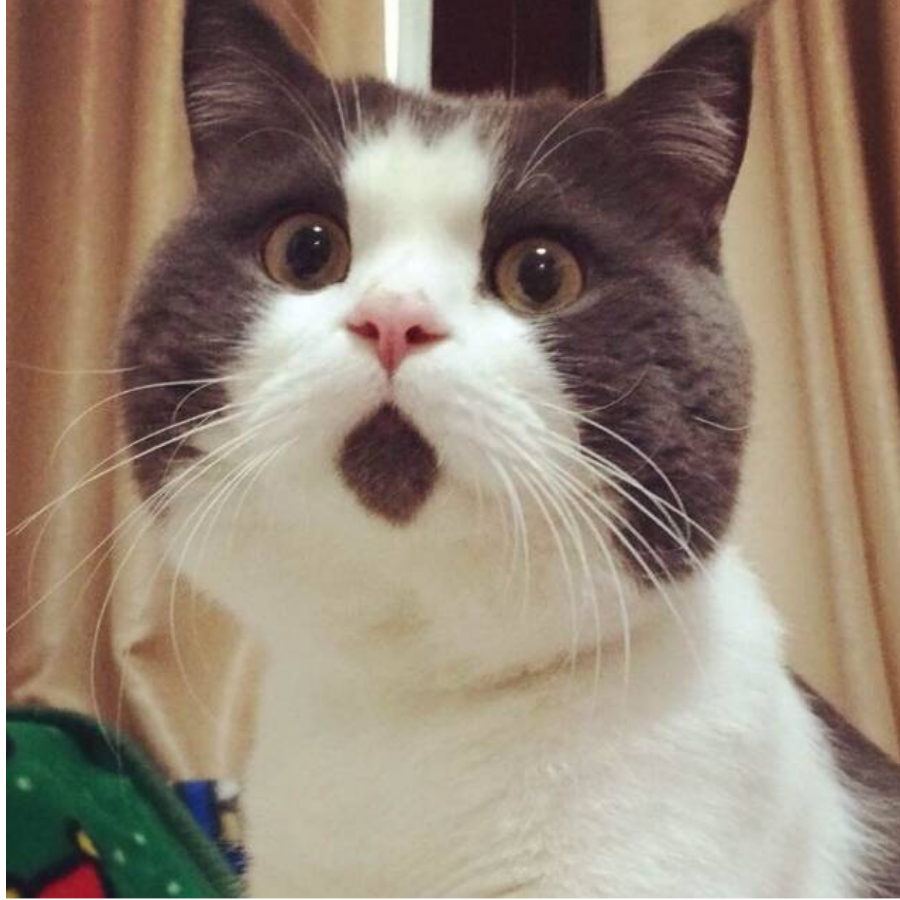 猫咪探长
