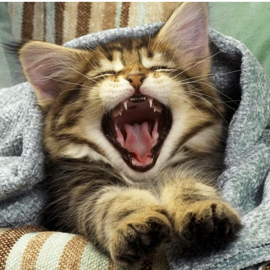 大脸猫