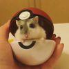 Dmon `微光