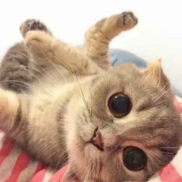 吃货头头