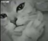 痛，心