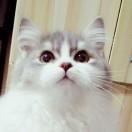 黄焖鸡没有米饭