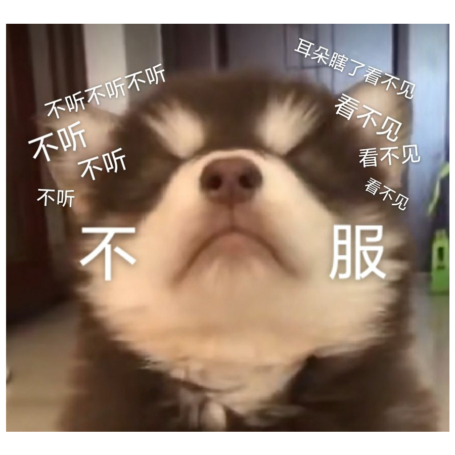 一只名叫西蓝花的小尚