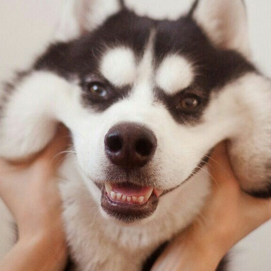 月歌