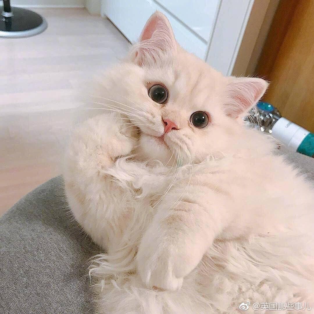 一只小阿竹