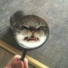 仙女说要把你变成猪