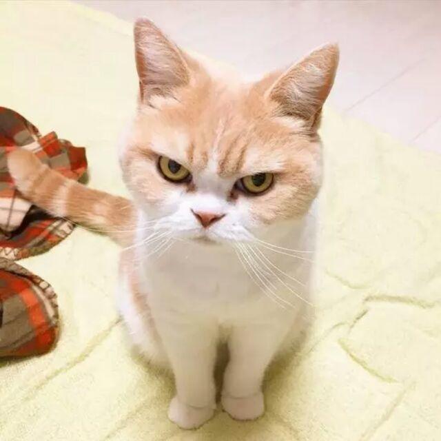 阿 文