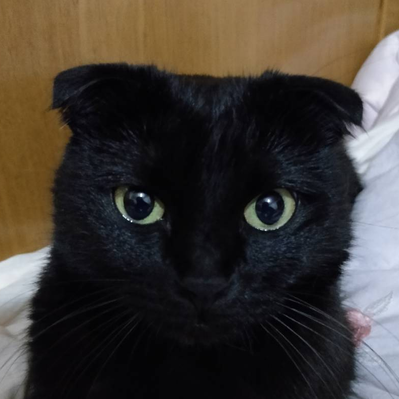 MewMew