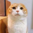似梦.