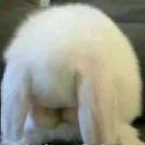 兔兔