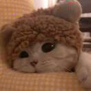 莓油猫饼