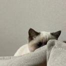 🍔🥪🌭🍖🥞🥦🧀🧇