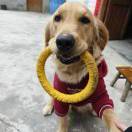 瘦狗