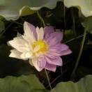 花叶