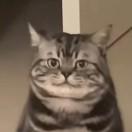 梦木