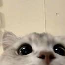 栀.