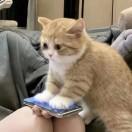 加菲猫