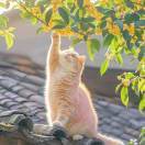 上面的猪已经说了