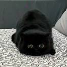 闪