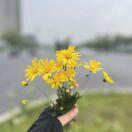 清风余影