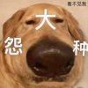 种怨大