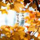 【陈】