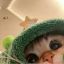 椰栀