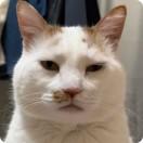 peipei