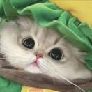 王婉婷