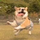 森屿弥鹿