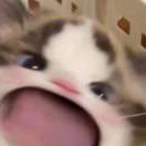 菡.