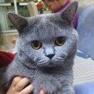 猫猫小公主