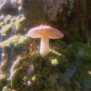 闪闪发光蘑菇公主