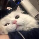 总裁