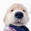 狗狗