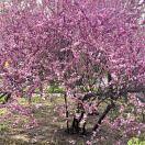 🌸🌸🌸