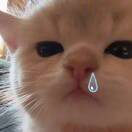 ᩣ随便，都行。