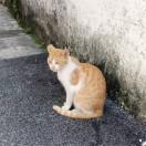 三年级数学题纲