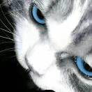 薛定谔的猫